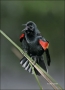 Red-winged-Blackbird;Blackbird;Agelaius-phoeniceus;Male;one-animal;close-up;colo